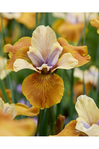 Ірис Полковник Мастард